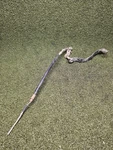 2004 Suzuki Quadsport LTZ250 Rear Brake Cable Pedal #13 Used. Price: $52.94.