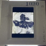 1090 Edward Curtis Medicine Rattles Arikara Native American Photo 35MM Slide Used. Price: $18.95.