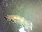 09 10 Jaguar Xf Right Exhaust Manifold 4.2 Liter 8 Cylinder Used. Price: $129.59.